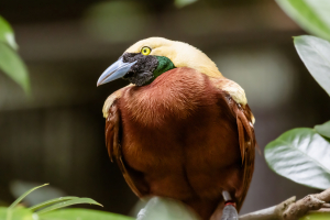 Papua New Guinea Bird