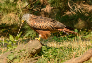 Wales Bird