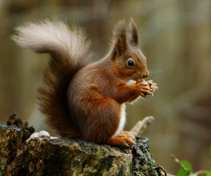 Red Squirrel Animal