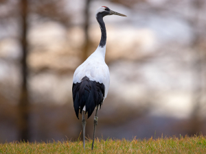 China Bird