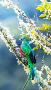 Guatemala Bird