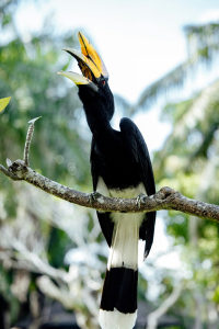 Malaysia Bird