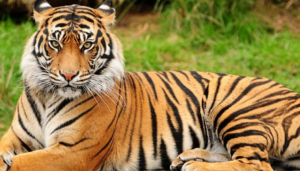 Royal Bengal Tiger Animal