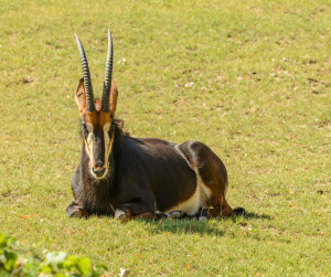 Sable Antelope Animal