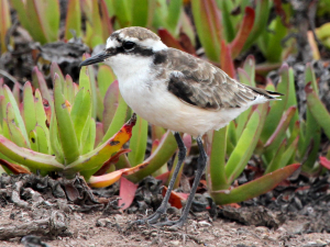 Saint Helena Bird