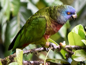 Saint Lucia Bird