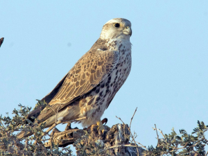 Mongolia Bird