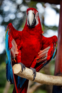 Honduras Bird