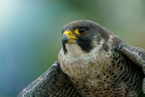 Pakistan Bird