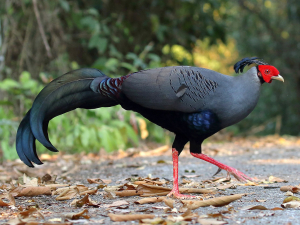 Thailand Bird