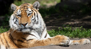 Siberian Tiger Animal