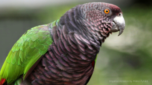 Dominica Bird
