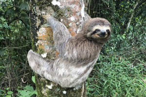 Sloth