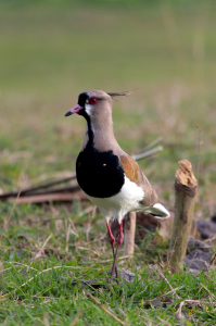 Uruguay Bird