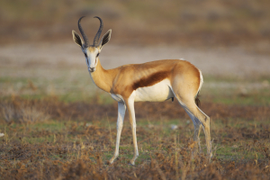 Springbok Animal