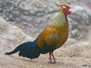 Sri Lanka Bird