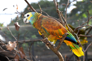 Saint Vincent and the Grenadines Bird