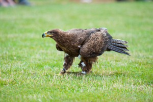 Egypt Bird