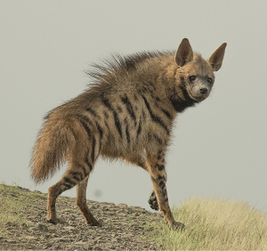 Striped Hyena Animal