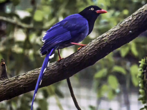 Taiwan Bird