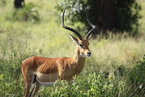 Thomson's Gazelle Animal