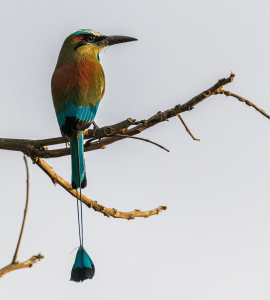 El Salvador Bird