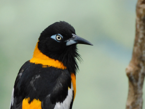 Venezuela Bird