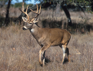 White-Tailed Deer Animal