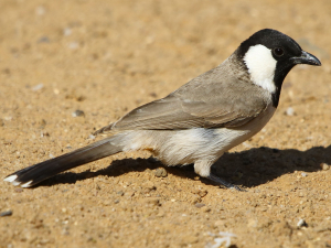 Bahrain Bird