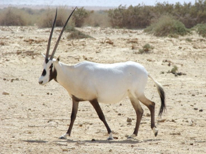 White Oryx Animal