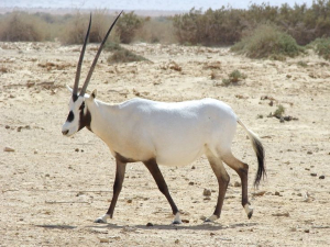 White stork Animal