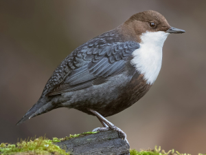 Norway Bird