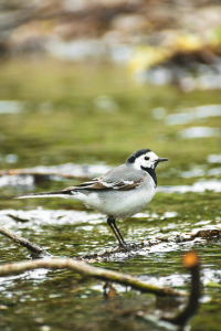 Latvia Bird