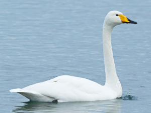 Finland Bird