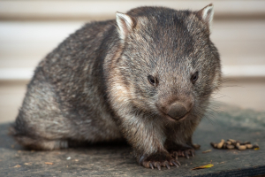 Wombat