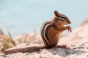 chipmunk