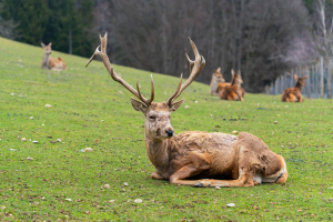 Fallow Deer Animal