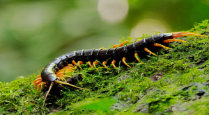Top Speed of a Giant Centipede