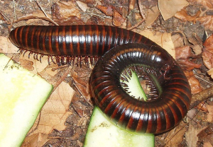 Giant African Millipede