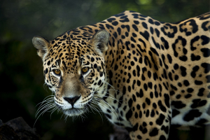 Jaguar Animal