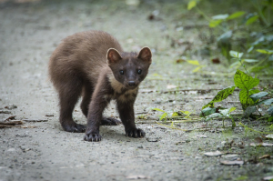 Marten Animal