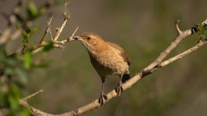 Argentina Bird