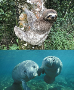 West Indian Manatee, Sloth