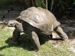 Tortoise