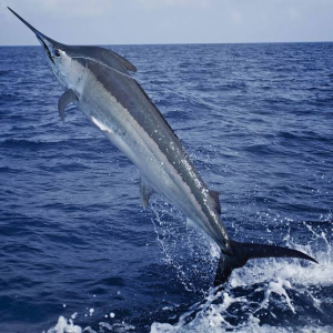 Black Marlin