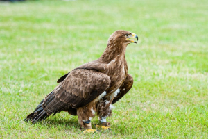 Golden Eagle