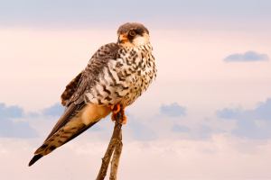 Peregrine Falcon