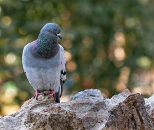 Top Speed of Rock Dove Pigeon 