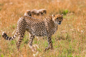 Top Speed of a Cheetah