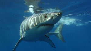 Top Speed of a Great White Shark